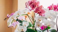 Beautiful, bright orchids in a home 