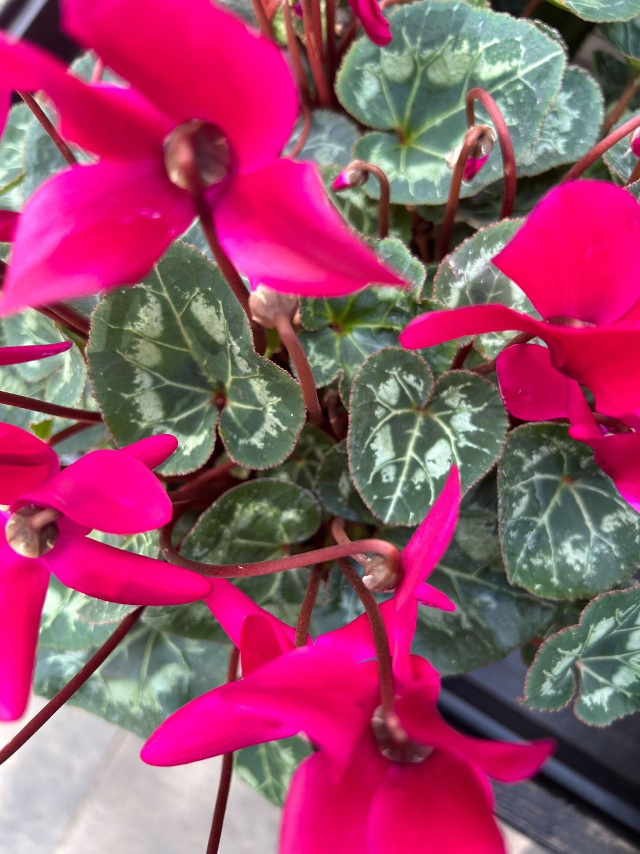 iPhone 14 Test Shot