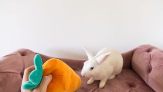 A white rabbit is given a toy carrot