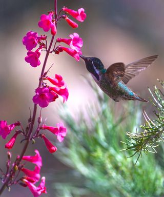 Costas hummingbird on penstemon flower