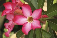 Bright Pink Desert Rose Flowers