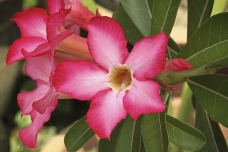 Bright Pink Desert Rose Flowers