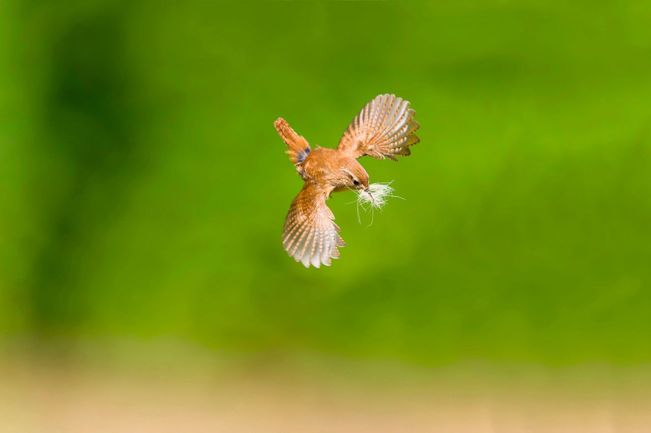 A Eurasian wren, Troglodytes troglodytes, flying with hair in her beak for lining her nest in Suffolk.