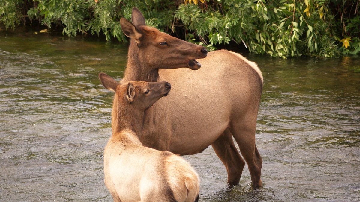 Cow elk and calf in river, Yellowstone National Park, USA