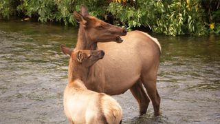 Cow elk and calf in river, Yellowstone National Park, USA