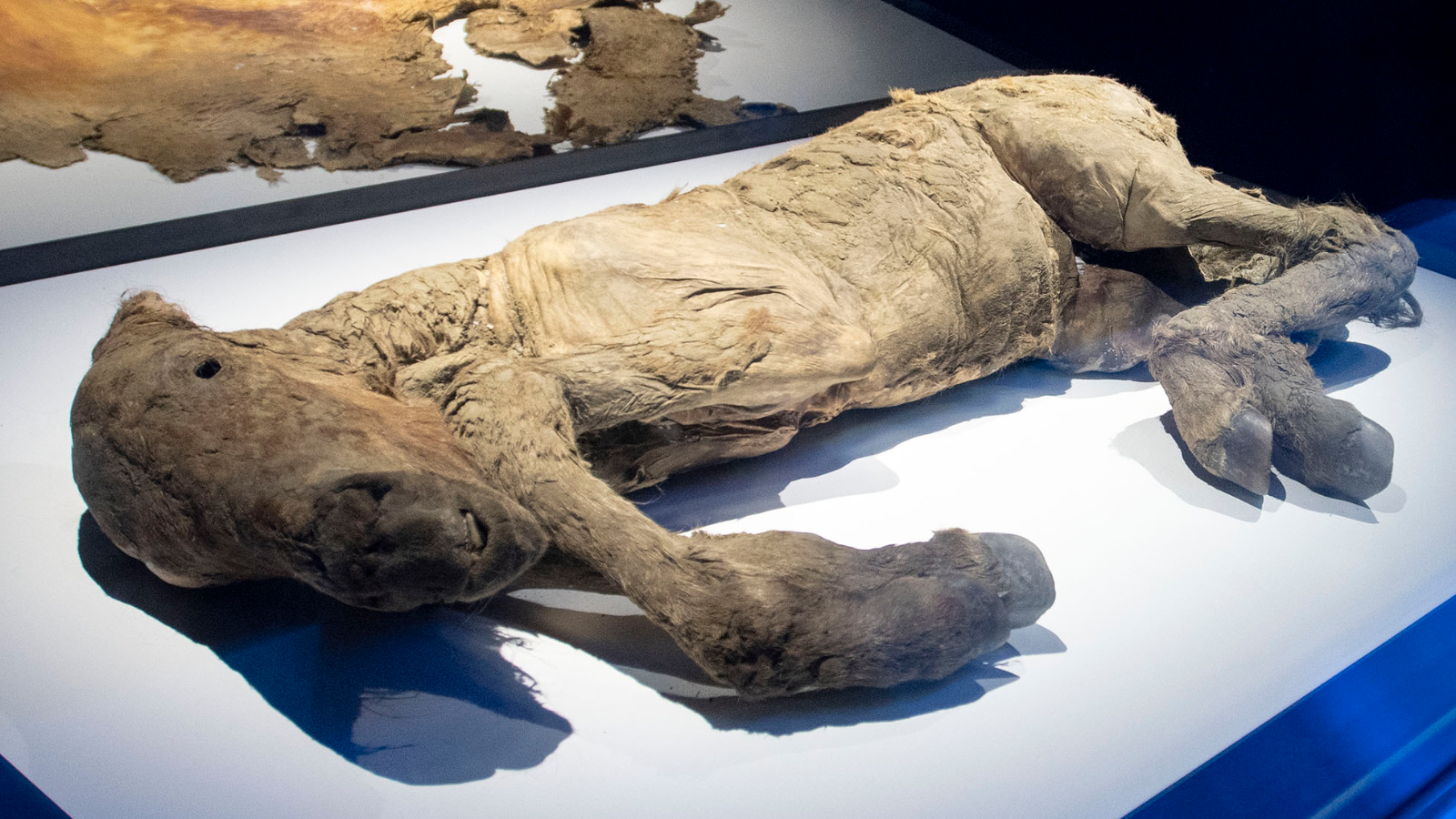 Frozen Horse este afișat în timpul previzualizării expoziției The Mammoth in Miraikan Muzeul Național de Științe Emergente și Inovație din Tokyo, la 6 iunie 2019, Japonia.