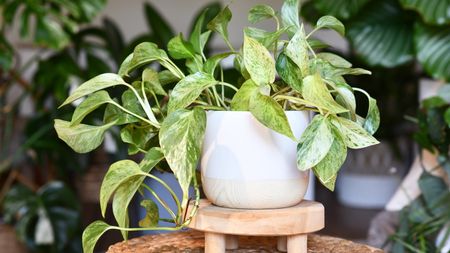 How to use pothos cuttings to speed up houseplant propagation