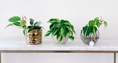 Assortment of house plants on a mantel