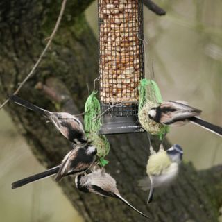 birds having food from feeder
