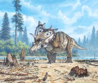 <em>Spiclypeus shipporum</em> (shown here in an artist's illustration) would have plodded along a 76 million years ago in what is now the Judith River Formation of Montana. 