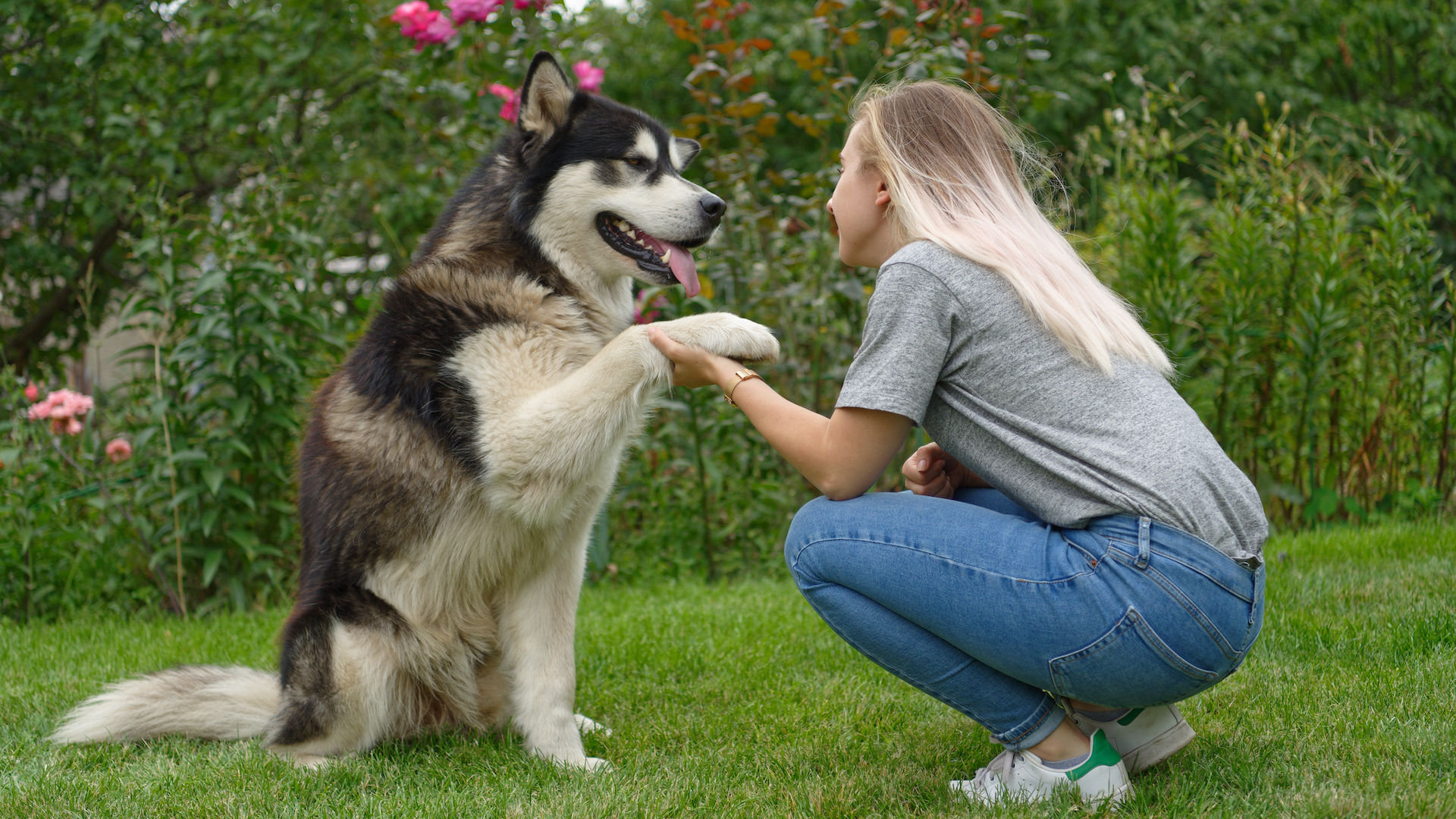 Woman training alaskan malamute