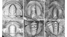 Trilobite fossils recovered from the Transantarctic Mountains.