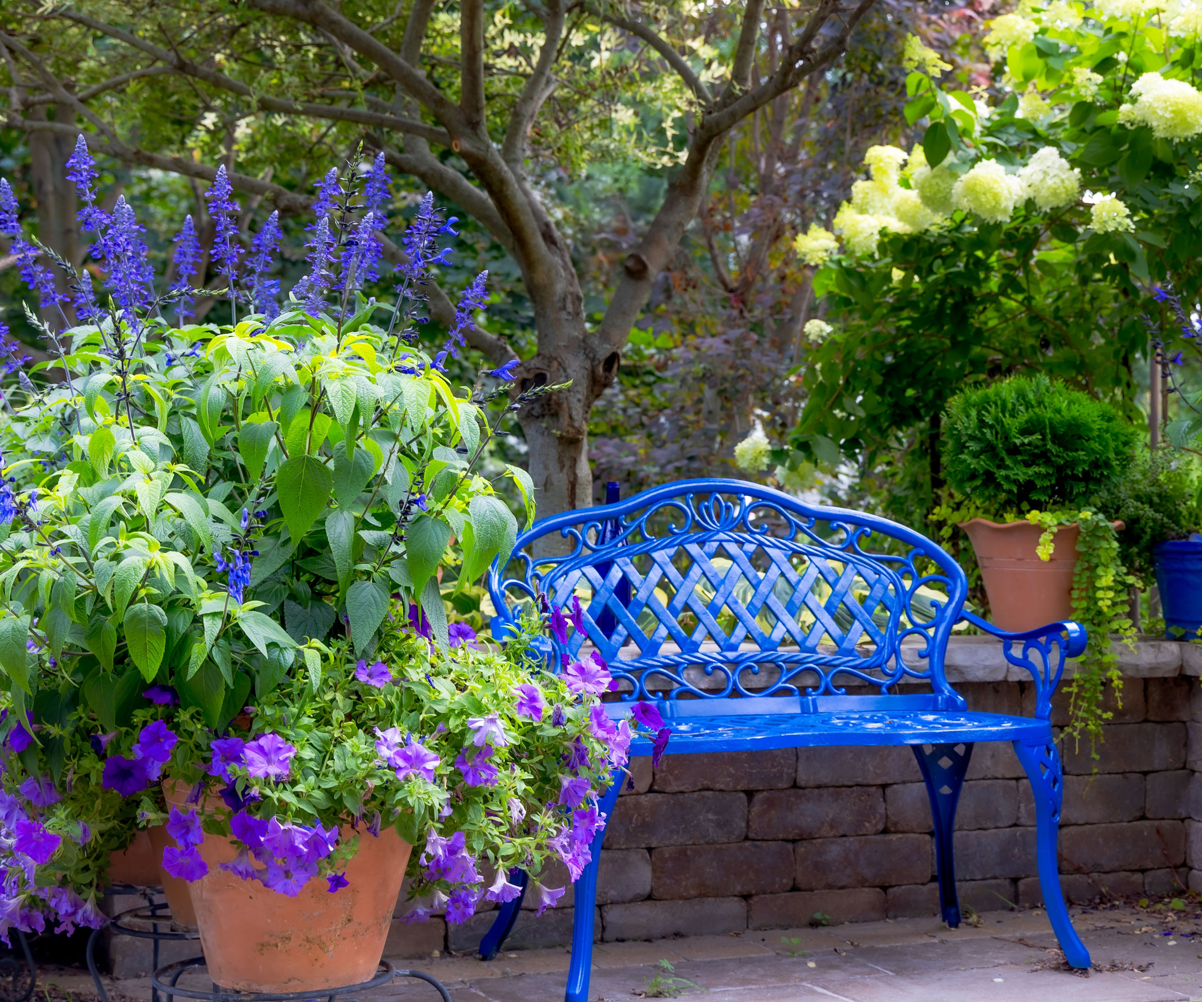salvia in garden borders with containers and blue bench