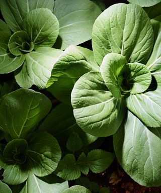 Bok choy plants from above