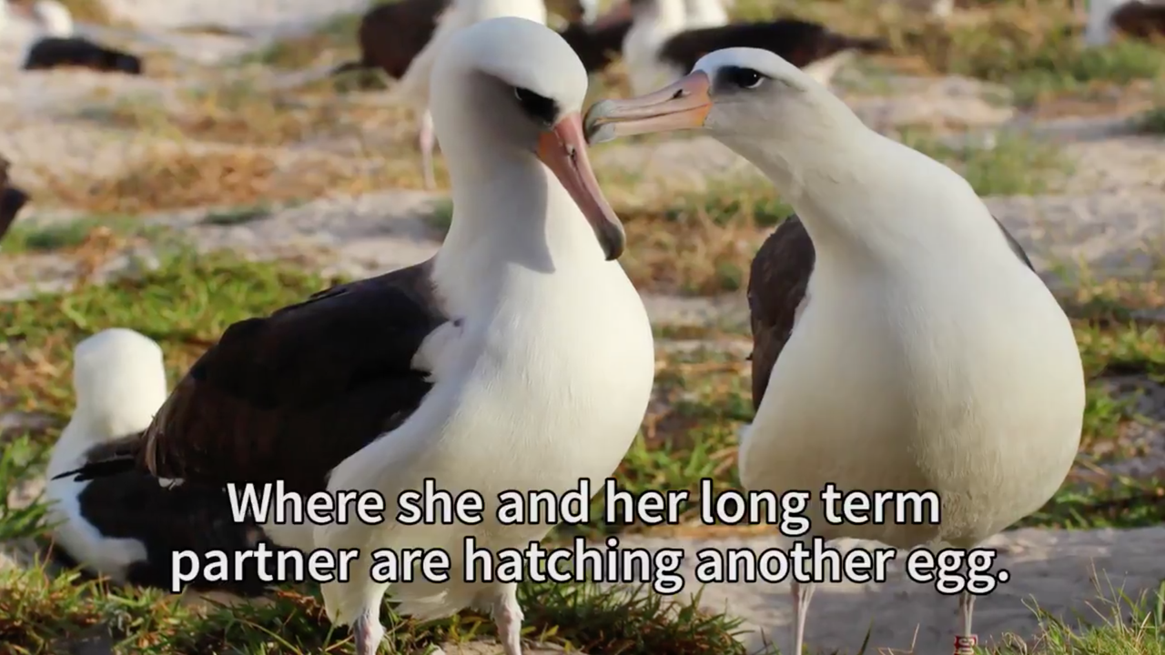 Wisdom, the oldest known wild bird, and her partner.