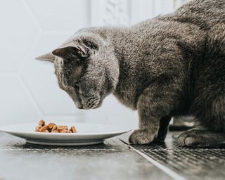 A grey Russian blue breed adult cat hunches over a small white plate of wet cat food