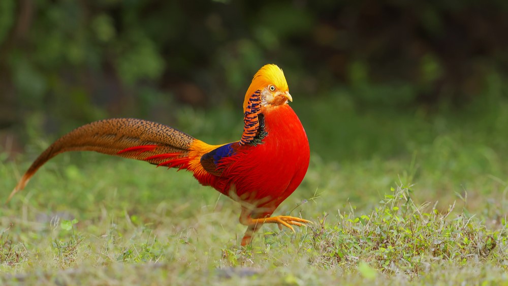 A golden pheasant strutting across a grassy landscape.
