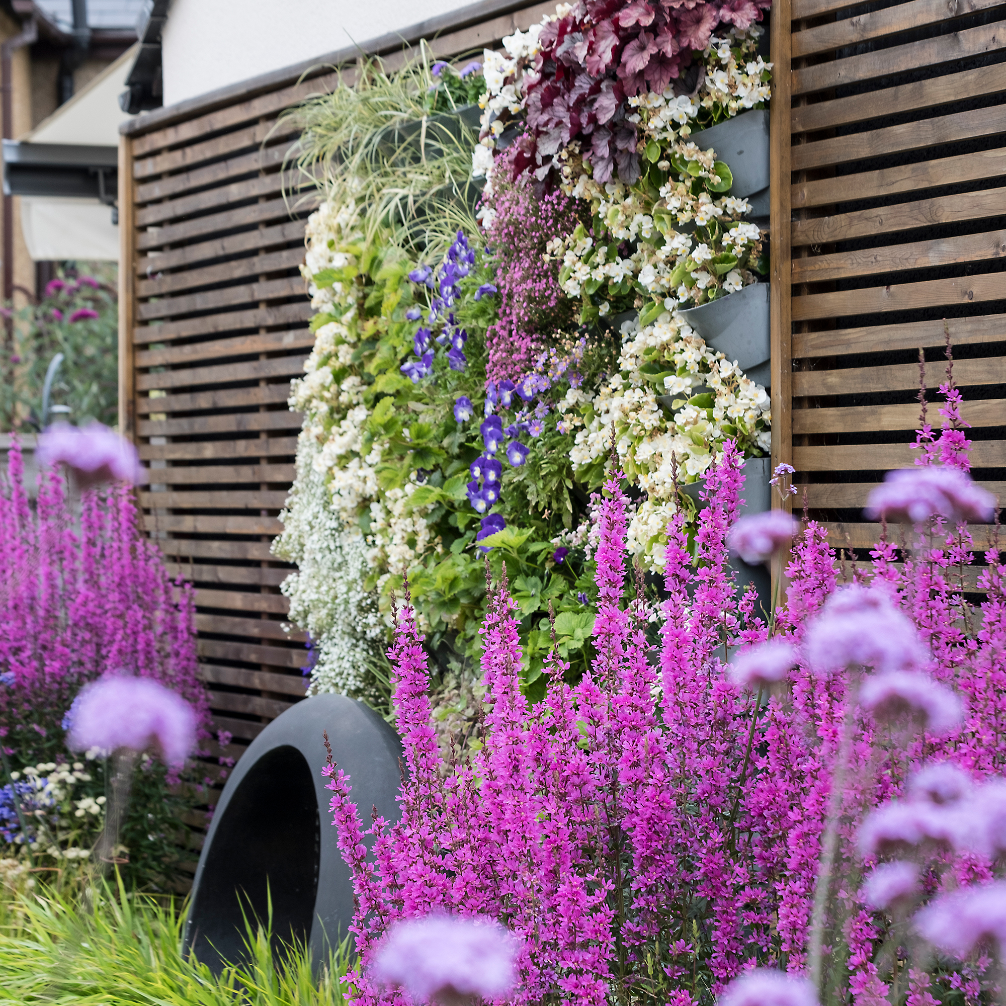 Slatted wooden garden fence with vertical living wall and purple flowers