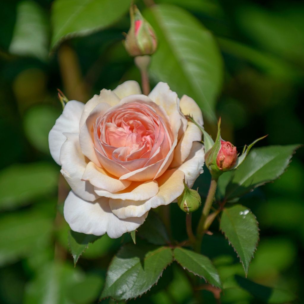 Can you plant new roses in an old rose bed? | Ideal Home