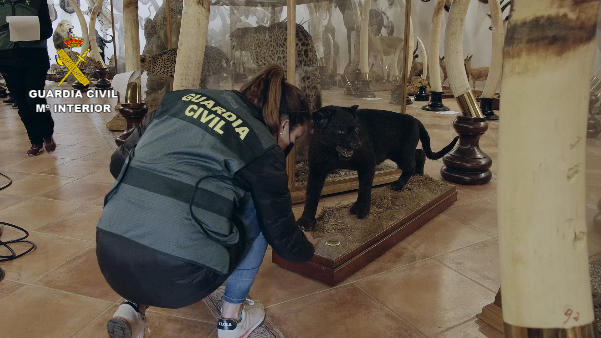 An officer examines a number of big cats, including some in glass display cases.