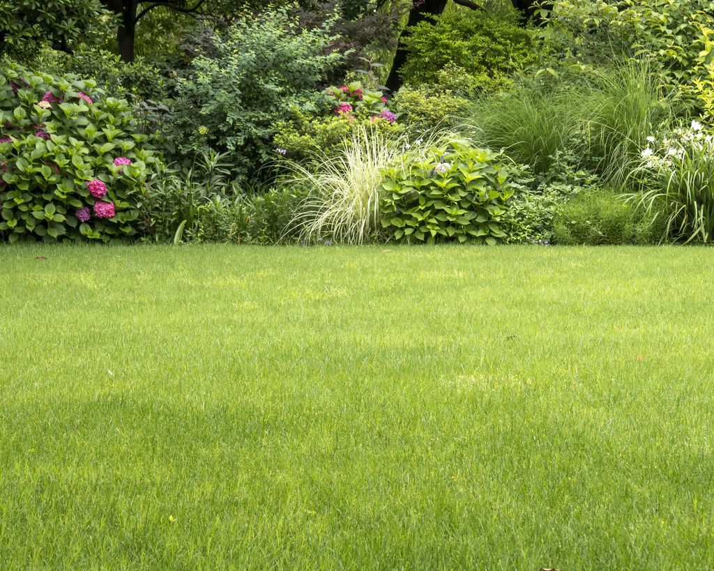 How to make your grass greener expert care tips Gardeningetc