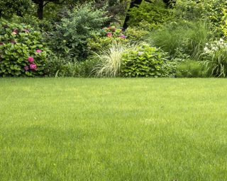 lush green lawn with pretty flower bed