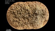 a close-up of a Martian rock with a bubbly texture