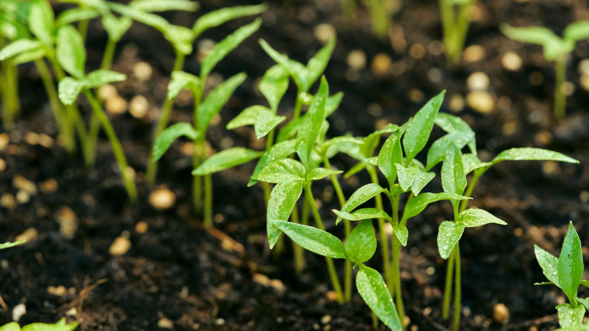 picture of seedlings growing in garden