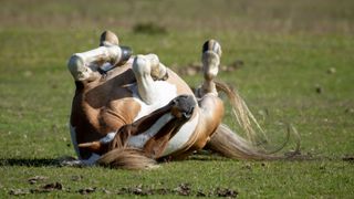 paint horse rolling in a grassy field