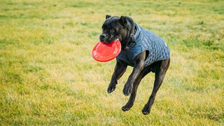 Cane Corso Dog jumping up to catch frisbee