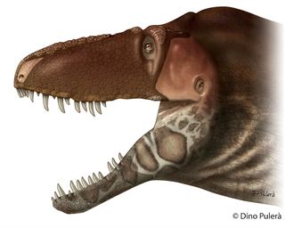 <em>D. horneri</em> had large, flat scales and portions of armor-like skin on its snout, jaws and horns. The large horn behind its eye was covered by keratin, the same material found in human fingernails.