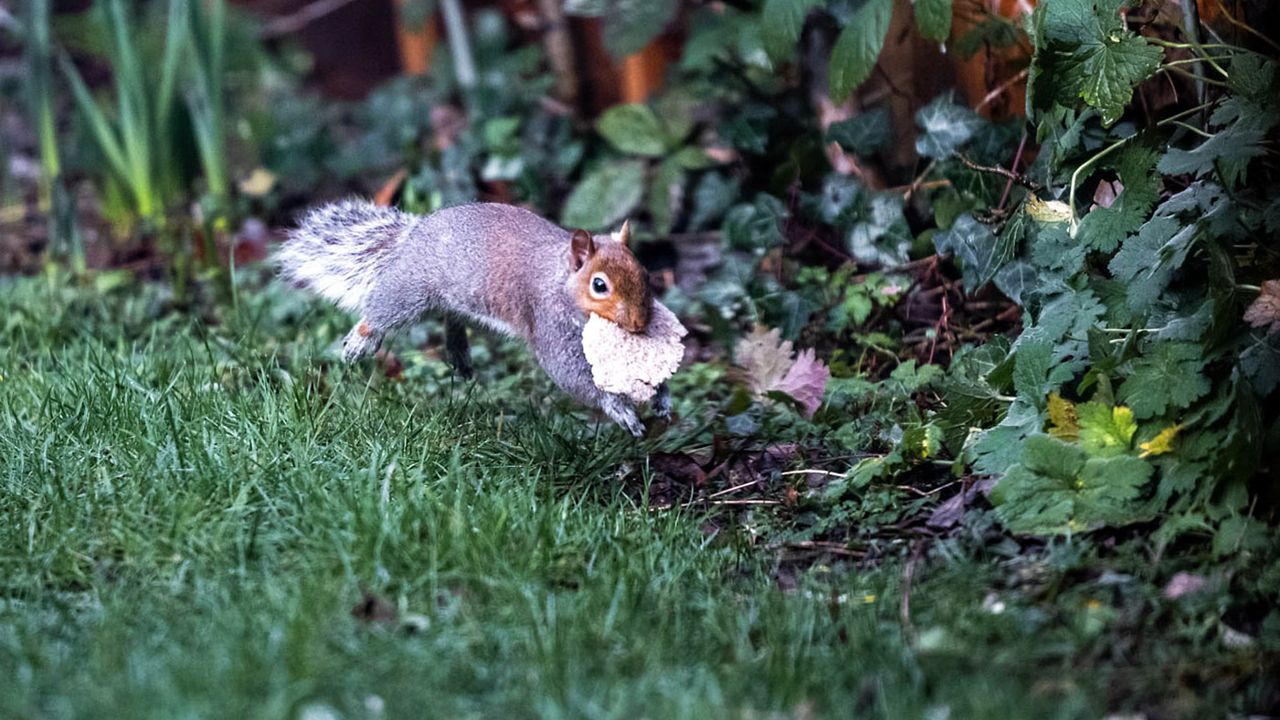 A squirrel with its lunch