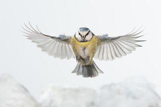 Blue Tit (Cyanistes caeruleus) flying, Arnhem, Netherlands