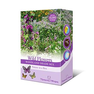 Woodland Garden Wildflower Seeds for Bees and Butterflies | Wild Flower Seed Mix Grow Your Own Foxgloves, Borage and Forget Me Nots - Suitable for Shady Areas 1 X 15g Mixed Pack by Thompson & Morgan