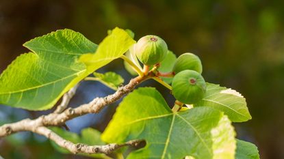 Figs on a fig tree in the sunshine