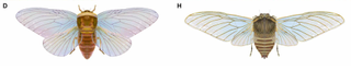 Illustration of two giant cicada species side by side. The left has shorter wings and a slimmer body, from the Jurassic, the right has a wider body and longer wings, from the early cretaceous