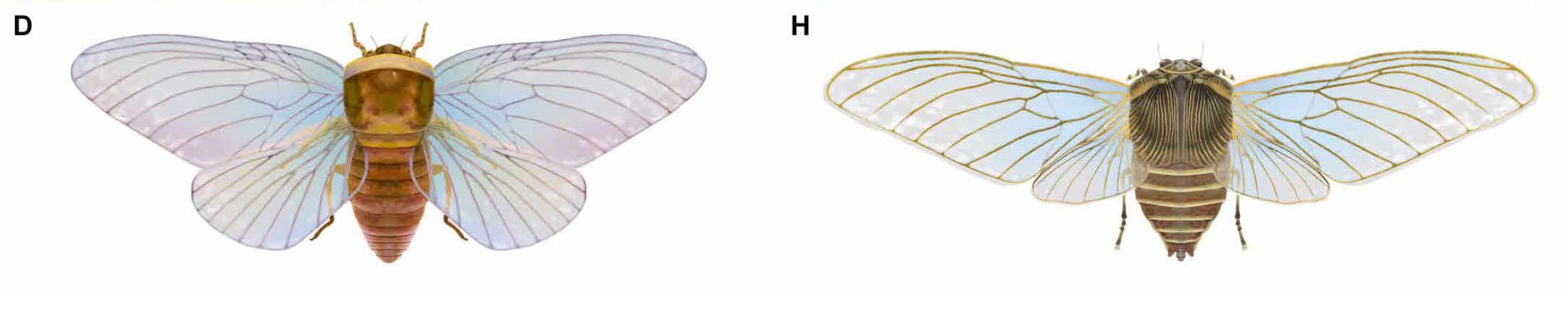 Illustrazione di due specie di cicala gigante affiancate. La sinistra ha ali più corte e un corpo più sottile, del periodo Giurassico, mentre la destra ha un corpo più largo e ali più lunghe, del periodo Cretaceo inferiore.