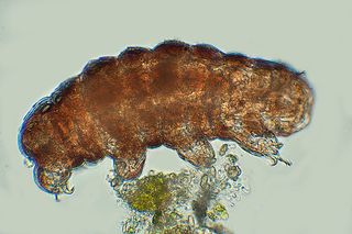 Water bears - tardigrades