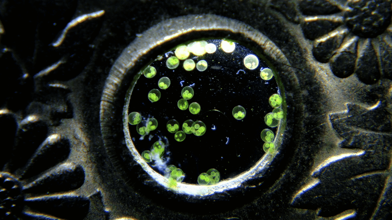 Nikon Small World in Motion 2025