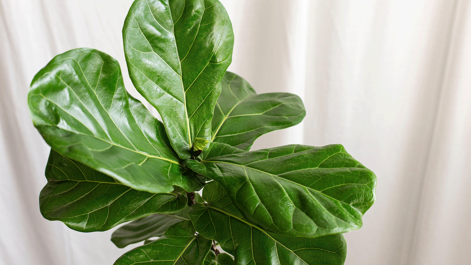 fiddle fig leaf plant