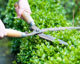 Trimming hedges