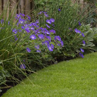 A neat lawn edge bordered with purple flowers