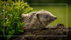 hedgehogs walking on log in garden