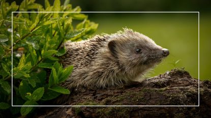 hedgehogs walking on log in garden