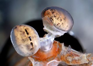 The <em>Odontodactylus cultrifer</em> mantis shrimp shows off its amazing eyes.