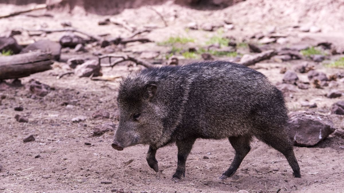 What is a javelina? And what should you do if you meet one on a hike