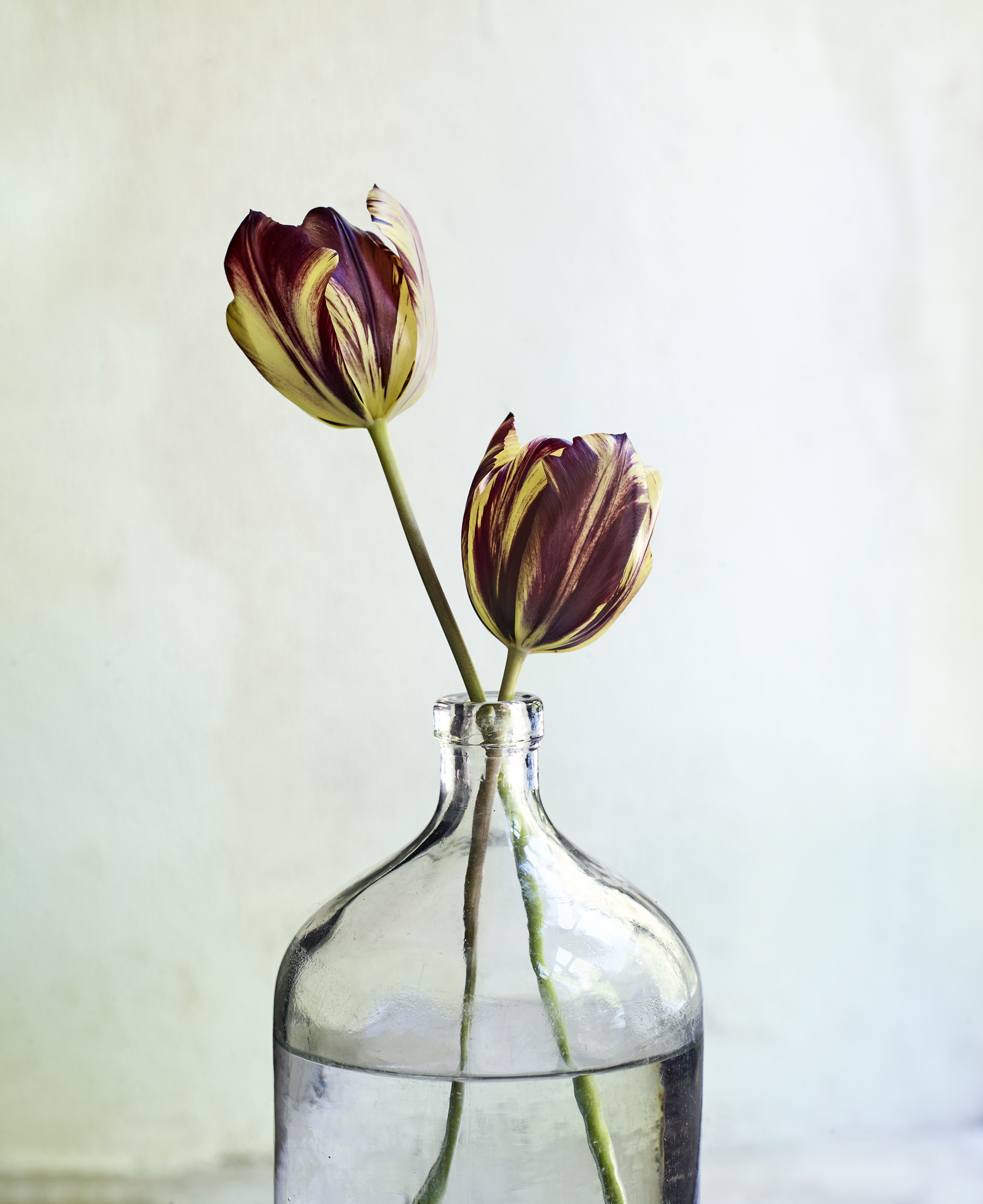 Photographer: Andrew Montgomery. Credit: 'The Tulip Garden' by Polly Nicholson (Phaidon, &amp;pound;29.95)