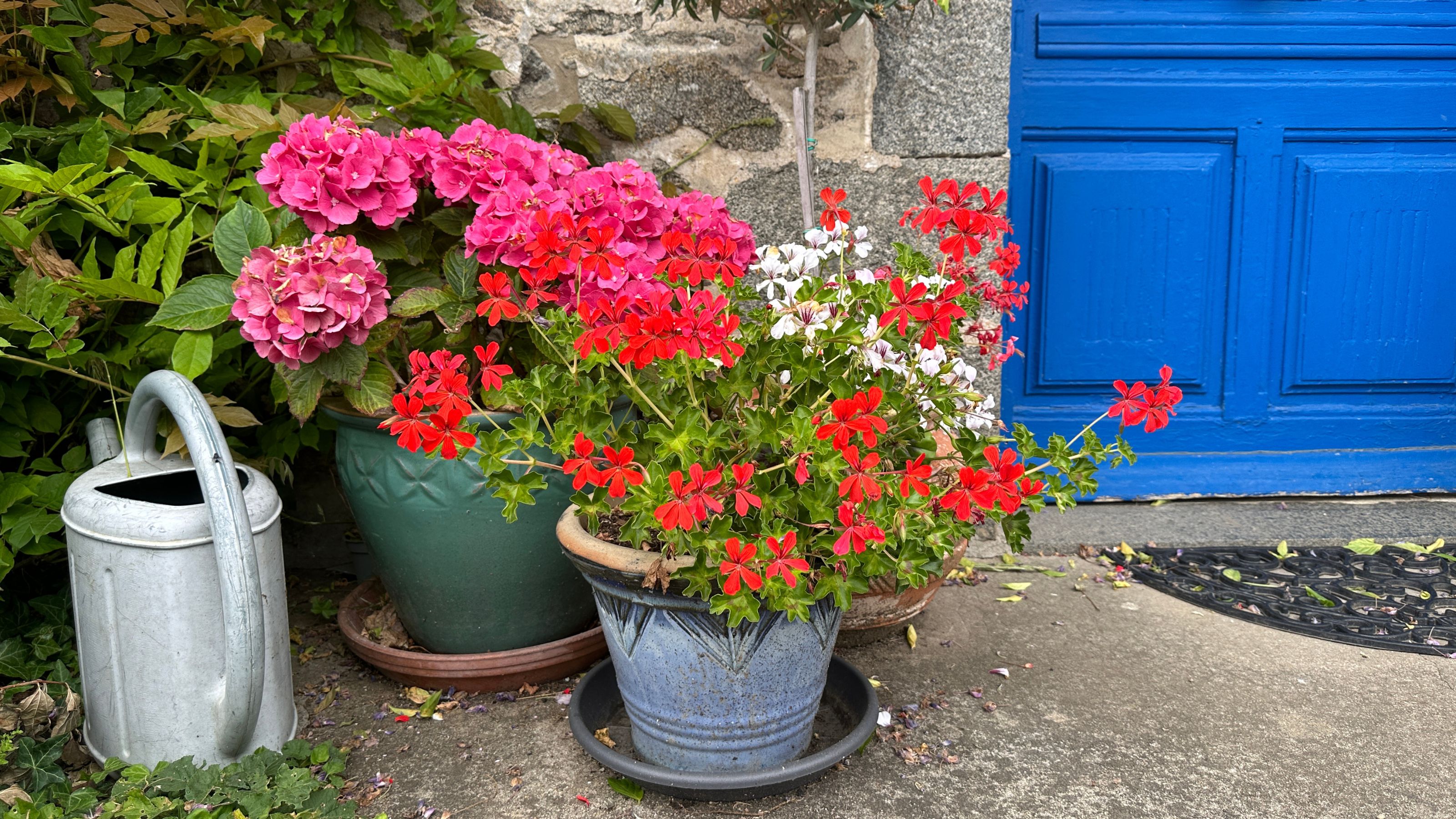 geraniums in front garden container