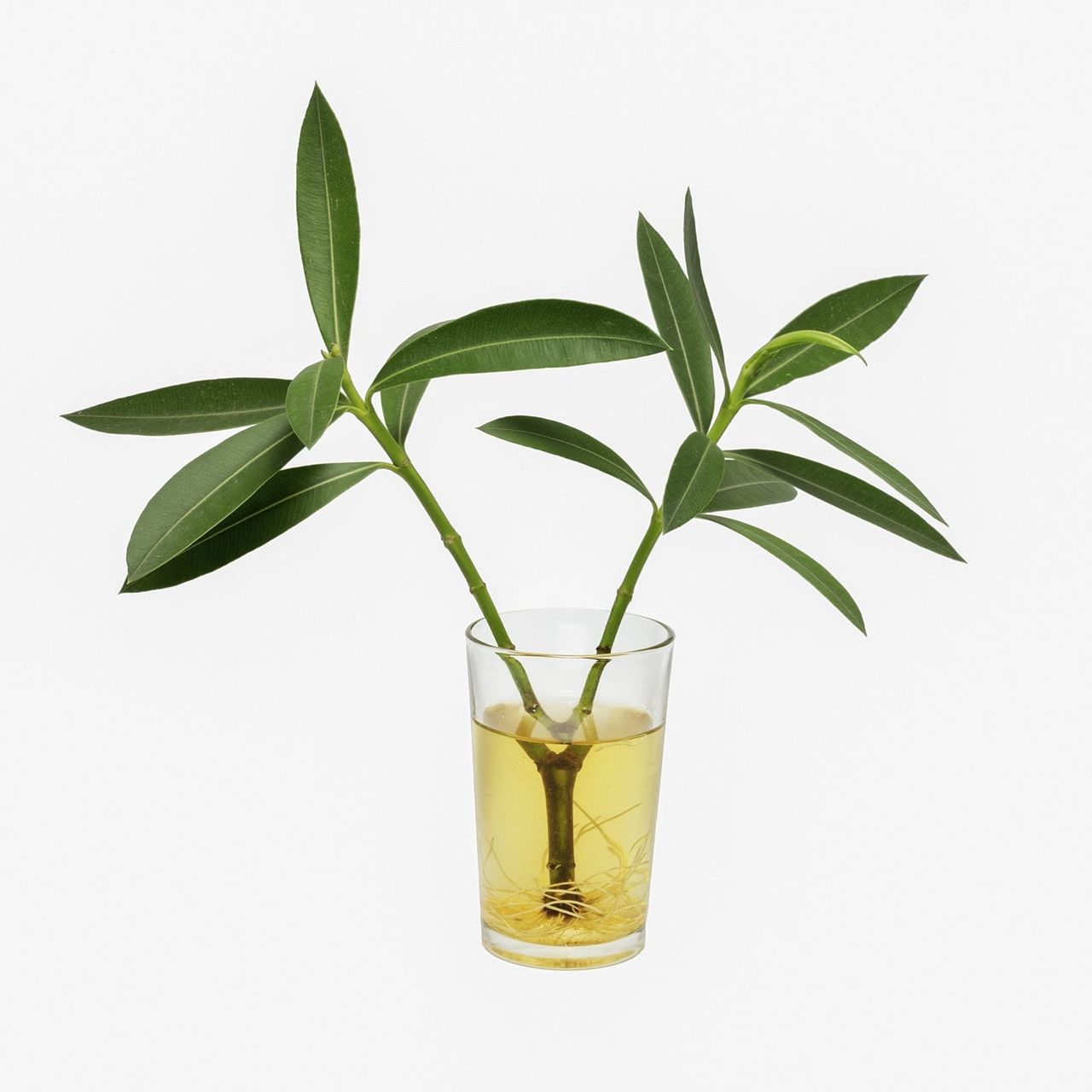 rooting oleander