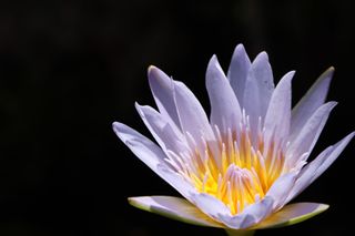 GuruShots - Fanciful Flowers